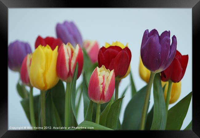 Tulips Framed Print by Will Holme