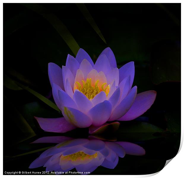Water Lilly Print by Gilbert Hurree