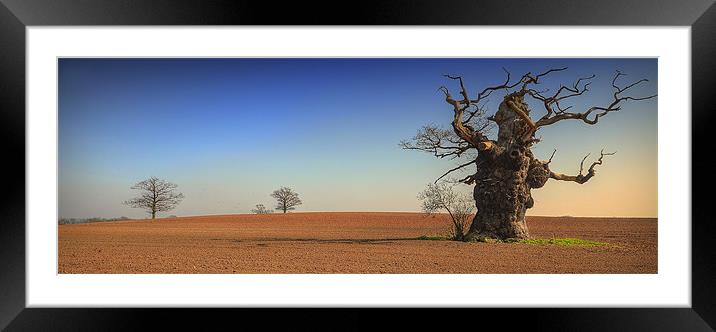 1000 Yr Old Oak tree Framed Mounted Print by martin kimberley