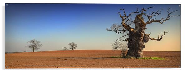 1000 Yr Old Oak tree Acrylic by martin kimberley