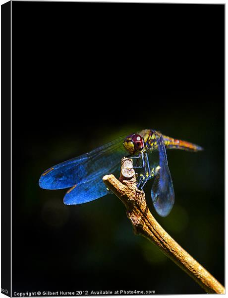 Vibrant Dragonfly: Mauritius' Exquisite Beauty Canvas Print by Gilbert Hurree