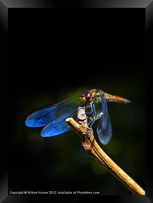 Vibrant Dragonfly: Mauritius' Exquisite Beauty Framed Print by Gilbert Hurree