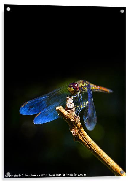 Vibrant Dragonfly: Mauritius' Exquisite Beauty Acrylic by Gilbert Hurree