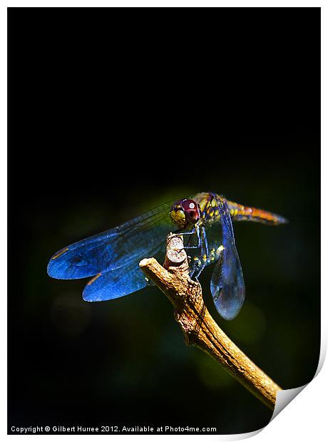 Vibrant Dragonfly: Mauritius' Exquisite Beauty Print by Gilbert Hurree