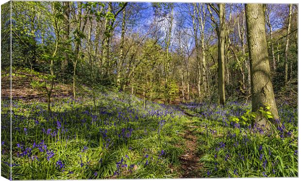 Bluebell woodland Canvas Print by Kevin Tate