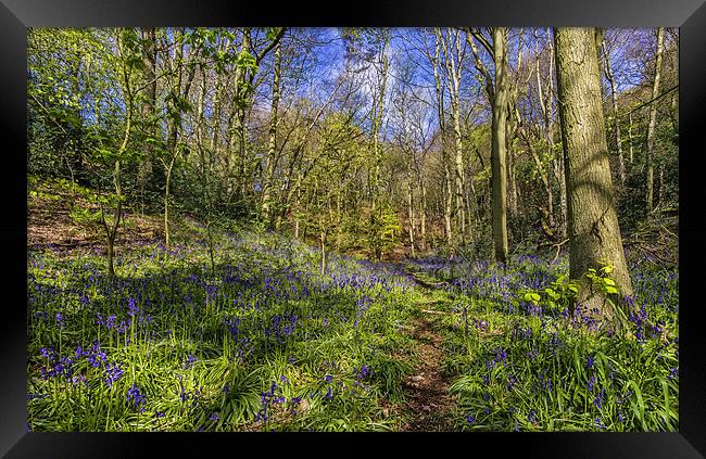 Bluebell woodland Framed Print by Kevin Tate