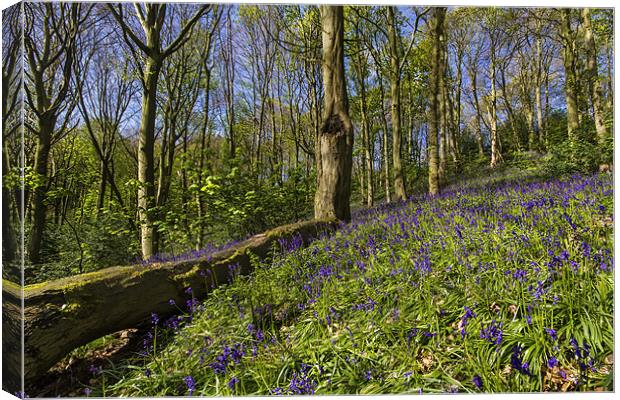 Woodland Bluebells Canvas Print by Kevin Tate