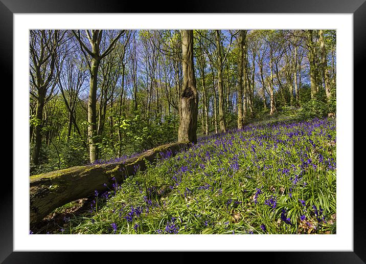 Woodland Bluebells Framed Mounted Print by Kevin Tate