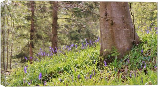 Bluebell Woods Canvas Print by Becky Dix