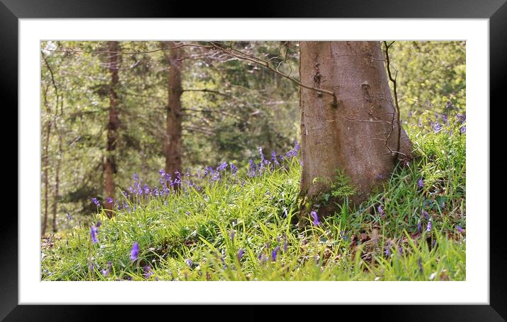 Bluebell Woods Framed Mounted Print by Becky Dix