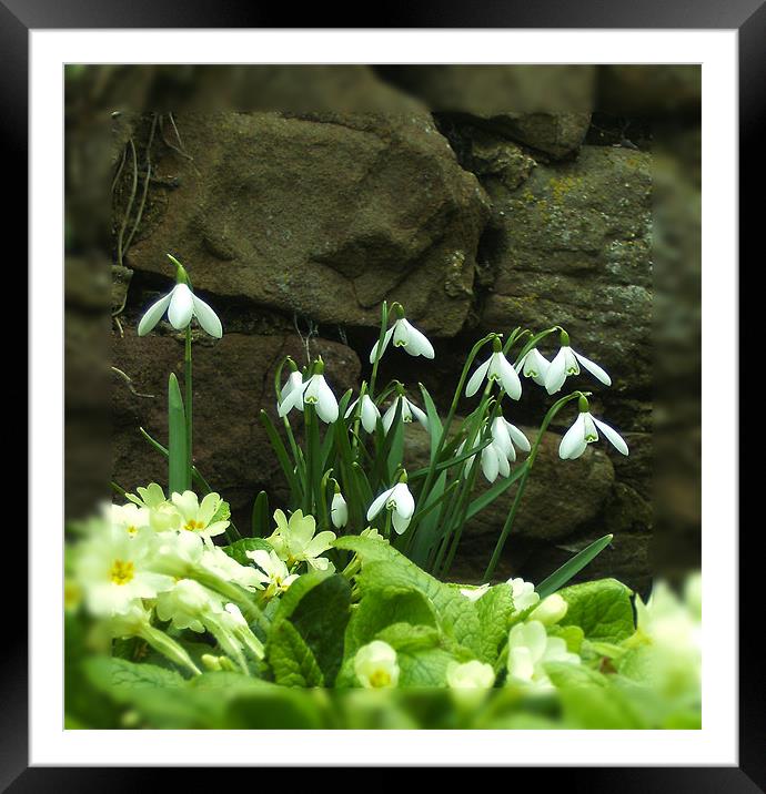 Snowdrops Framed Mounted Print by Debra Kelday