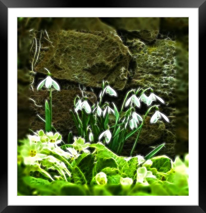 Snowdrops Framed Mounted Print by Debra Kelday