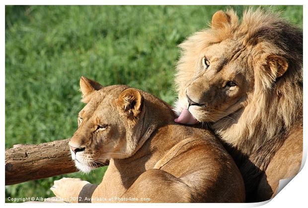 Lion kiss Print by Albert Gallant