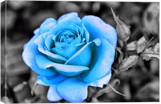 Blue Rose Canvas Print by Maria Tzamtzi Photography