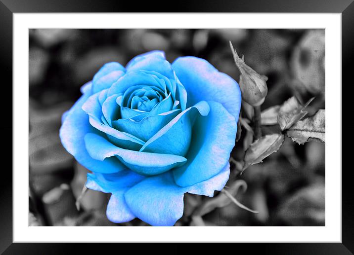 Blue Rose Framed Mounted Print by Maria Tzamtzi Photography