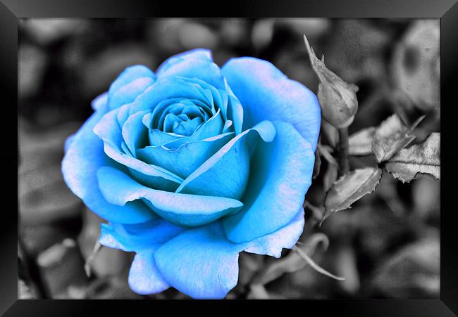 Blue Rose Framed Print by Maria Tzamtzi Photography