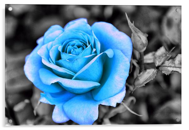 Blue Rose Acrylic by Maria Tzamtzi Photography