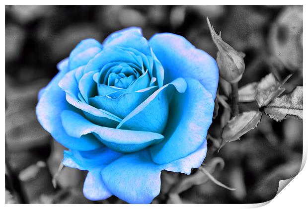 Blue Rose Print by Maria Tzamtzi Photography