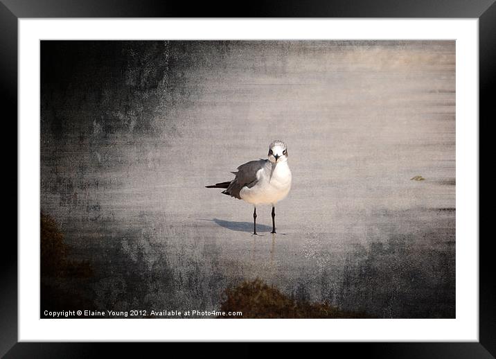Lonely Bird Framed Mounted Print by Elaine Young