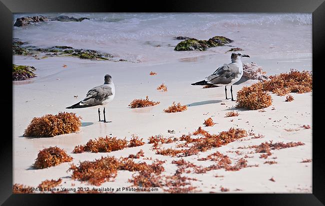 Taking it all in Framed Print by Elaine Young