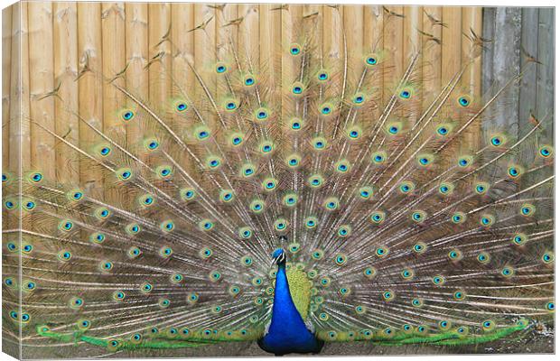 peacock display Canvas Print by mark philpott