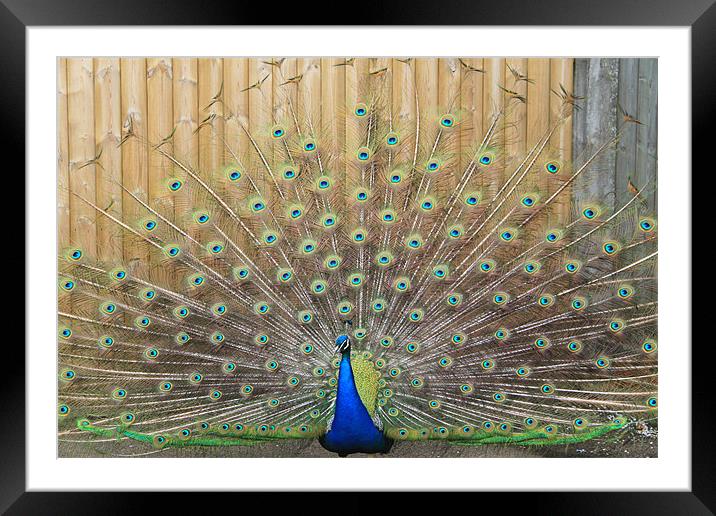 peacock display Framed Mounted Print by mark philpott