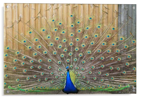 peacock display Acrylic by mark philpott