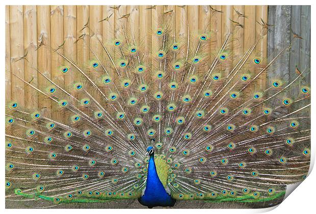 peacock display Print by mark philpott