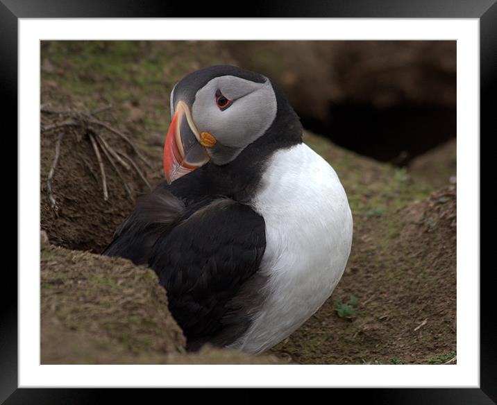 Nesting Puffin Framed Mounted Print by sally  cornish