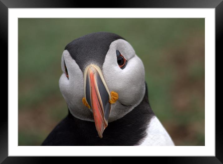 Puffin Framed Mounted Print by sally  cornish