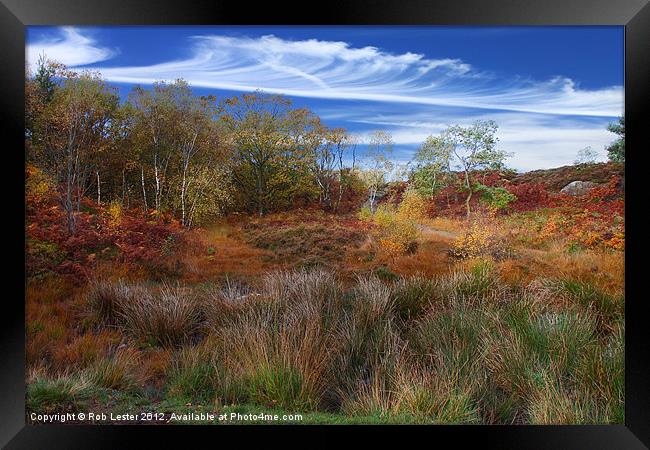 Rich Autumn Framed Print by Rob Lester