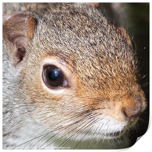 American grey squirrel Print by Rob Lester