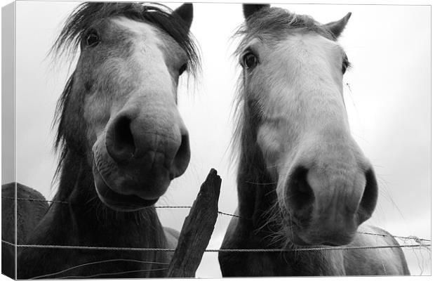 Inquisitive Horses Canvas Print by Adrian Wilkins