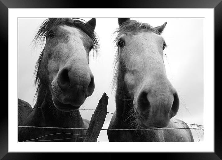 Inquisitive Horses Framed Mounted Print by Adrian Wilkins