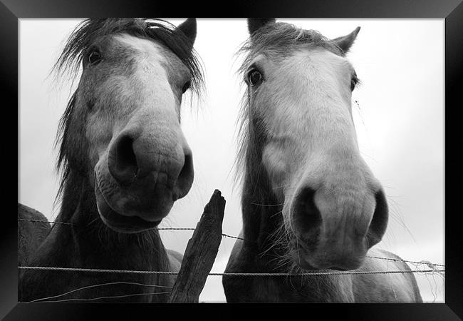 Inquisitive Horses Framed Print by Adrian Wilkins