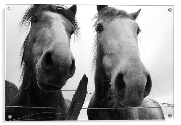 Inquisitive Horses Acrylic by Adrian Wilkins