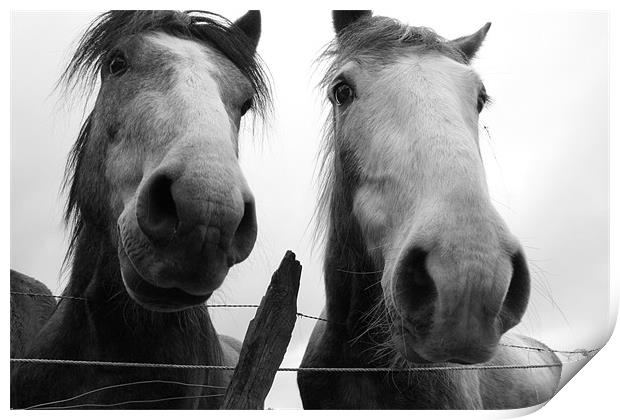 Inquisitive Horses Print by Adrian Wilkins