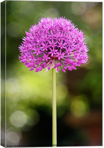 Allium Canvas Print by Sean Foreman