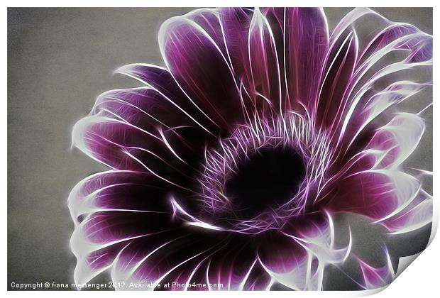 Gerbera Fractalius Print by Fiona Messenger