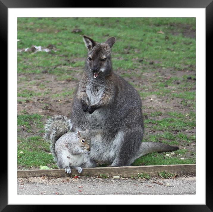 i wanna be a wallaby Framed Mounted Print by mark philpott
