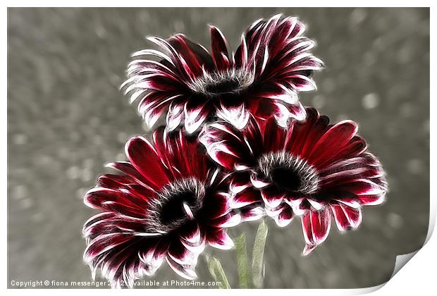 Triple Gerbera Fractalius Print by Fiona Messenger