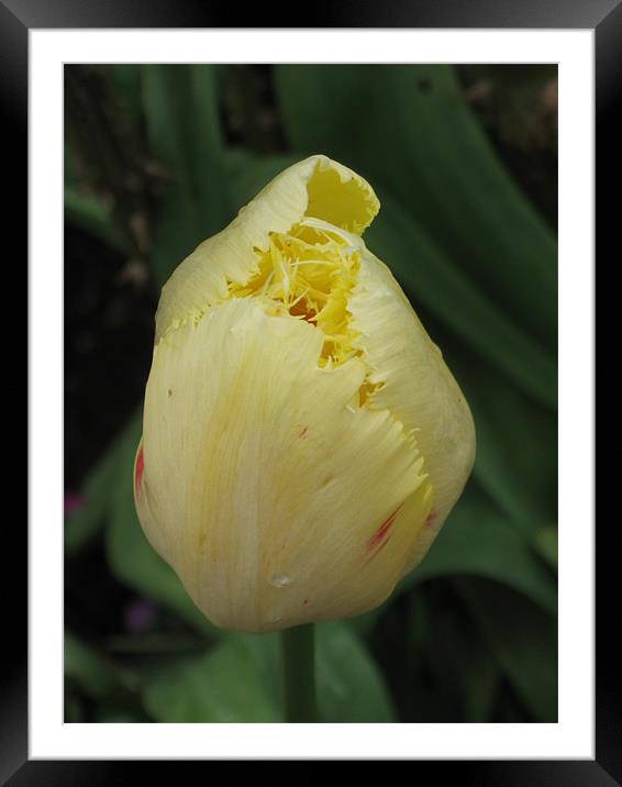 Yellow Tulip May 2012 Framed Mounted Print by Judy Dann