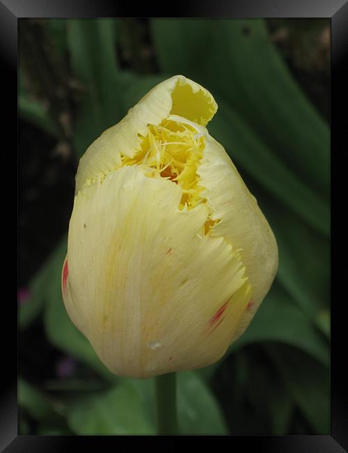 Yellow Tulip May 2012 Framed Print by Judy Dann