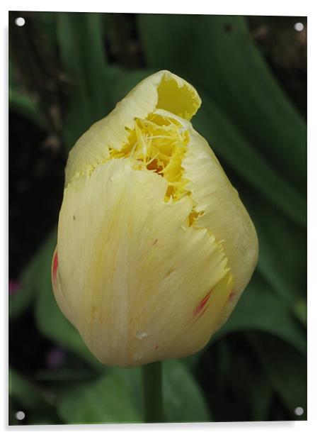 Yellow Tulip May 2012 Acrylic by Judy Dann