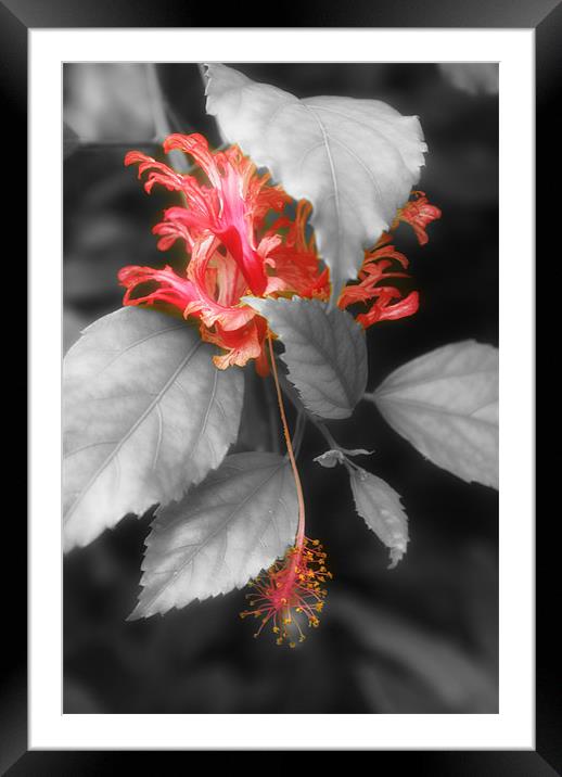 Red Hibiscus rosa-sinensis Framed Mounted Print by Maria Tzamtzi Photography