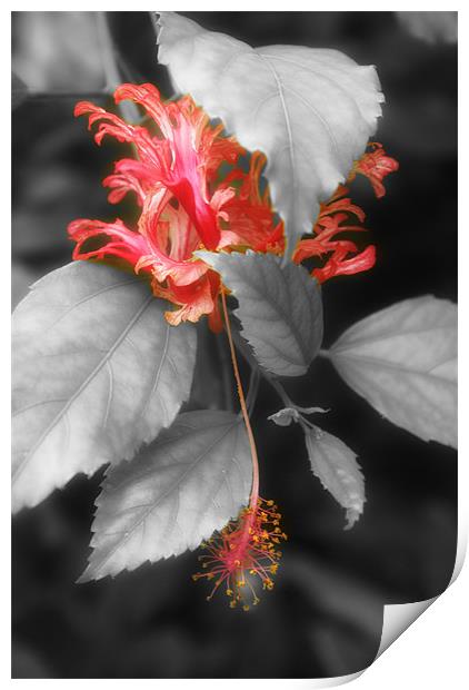 Red Hibiscus rosa-sinensis Print by Maria Tzamtzi Photography