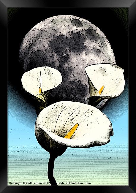 calla lilly moon Framed Print by keith sutton