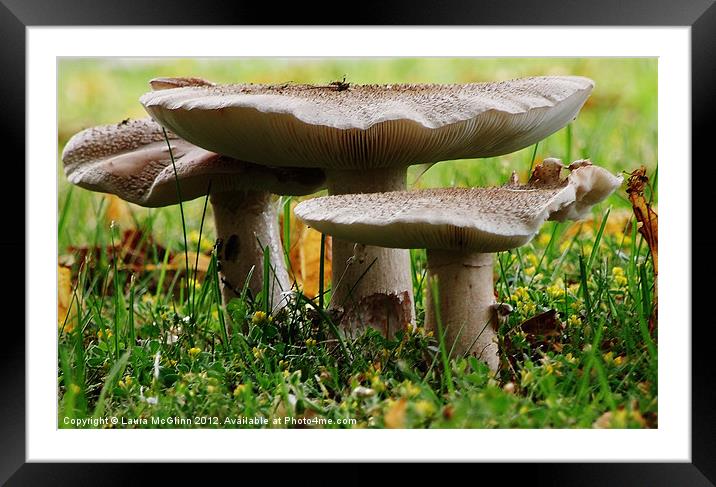 Under the Mushroom Framed Mounted Print by Laura McGlinn Photog