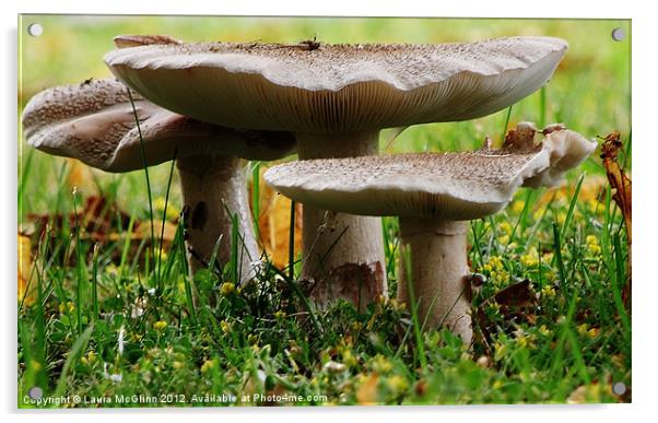 Under the Mushroom Acrylic by Laura McGlinn Photog