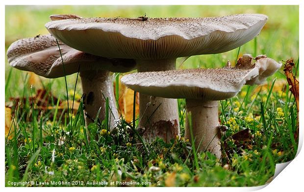 Under the Mushroom Print by Laura McGlinn Photog
